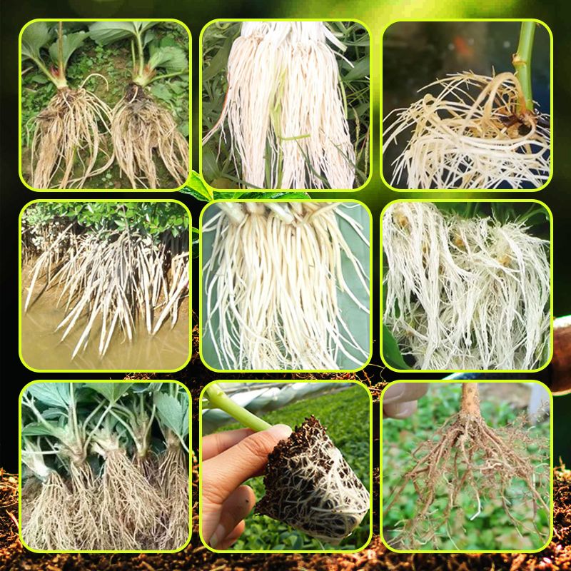 🌱 ACHETEZ 3 - RECEVEZ 1 GRATUIT ! ✨ Stimulateur Racinaire Ultra-Rapide - Développe des Racines Solides en 7 Jours, Naturel et Sans Danger 🪴🔬