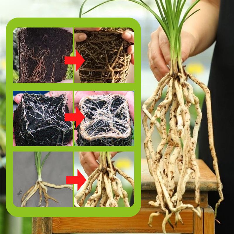 🌿 Stimulez la Croissance de Vos Plantes – Engrais Spécial Racines avec Offre 2 + 1 Gratuit ! 🌱💧
