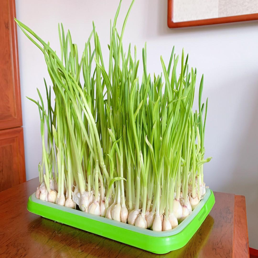 Plateau de Germination Double à Alvéoles Denses pour Micro-pousses