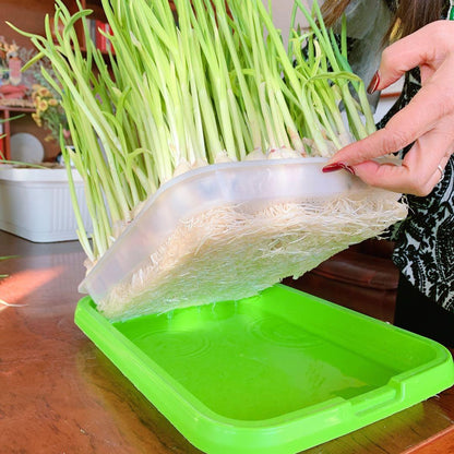 Plateau de Germination Double à Alvéoles Denses pour Micro-pousses