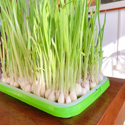 Plateau de Germination Double à Alvéoles Denses pour Micro-pousses