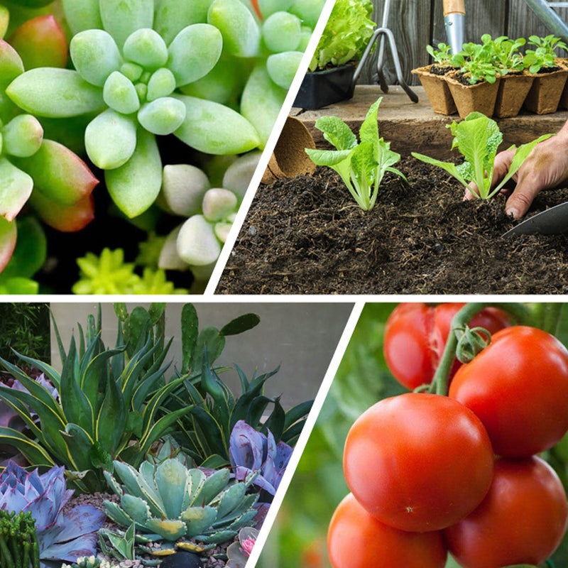 🍃Achetez-en 1 obtenez-en 1 gratuitement🌵🌸Comprimés nutritionnels universels vitalité pour la croissance des plantes