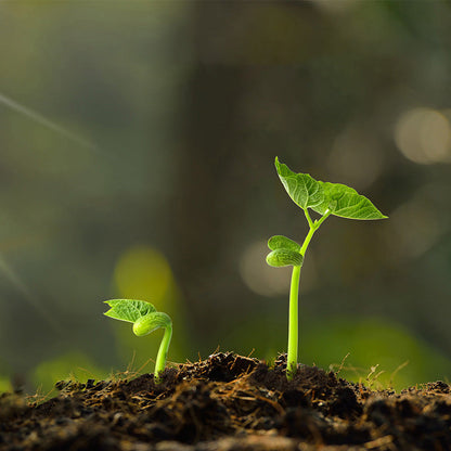 Activateur de sol anti-agglomérant, acide et alcalin🌱,💥💥 offre limitée dans le temps