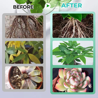 🔥Solution nutritive hydroponique pour la croissance des plantes☘️💦