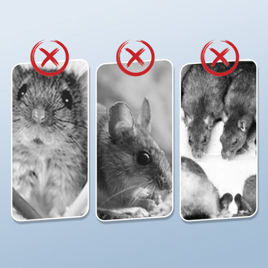 Piège à Rats Réutilisable avec Déclencheur Haute Sensibilité