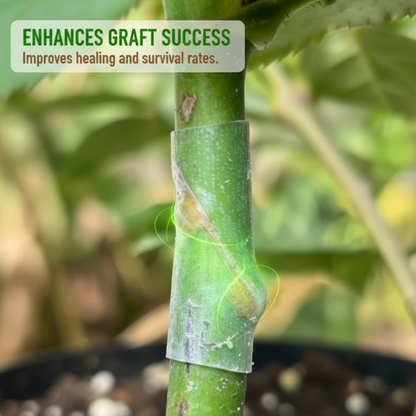 📢📢50% KORTING! 🌱✨ 50 stuks siliconen entingshulzen voor fruitbomen – Hoge slagingskans, biologisch afbreekbaar & zonder gereedschap!